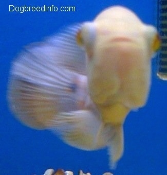 An albino white and orange tiger oscar is swimming forward