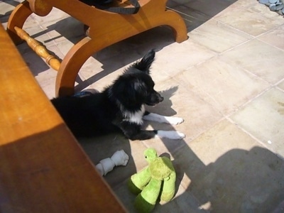 View from above looking down at a black with white Paperanian that is laying on a tan tiled floor. There is a wooden table behind it and a wooden chair next to it and a rawhide bone and a green plush toy on the other side of it. The dog is facing the right.