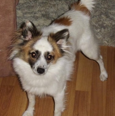 Front side view - A white with tan, brown and black Papimo dog is standing on a hardwood floor and it is looking up.