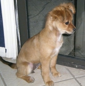 Maya the Cheeks puppy is sitting in front of a door