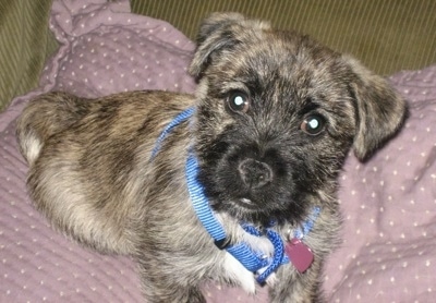 Close up front side view - A tan and black with white Peka-A-West puppy is wearing a blue harness sitting on a light purple pillow looking right at the camera.