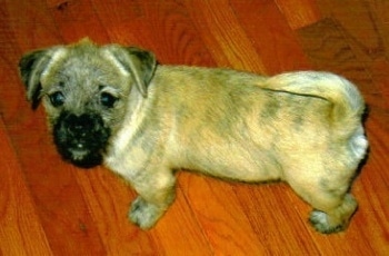 View from the top looking down at the dog - The back of a tan brindle Peka-A-West puppy that is standing on a hardwood floor and looking up. The dog's tail is up.