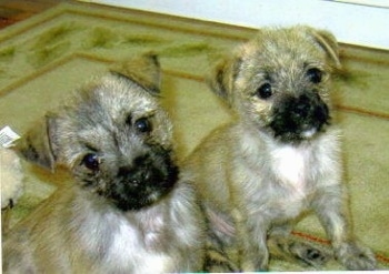Front side view - Two wiry-looking, tan with white Peka-A-West puppies are sitting on a rug next to each other and looking at the camera. The forward most puppy is tilting its head to the left.