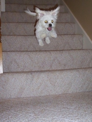 Action shot - A white Peek-A-Poo is jumping off of a step. Its mouth is open and tongue is out and its hair, tail and ears are flying out to the sides.