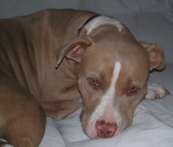 Apbt Mix