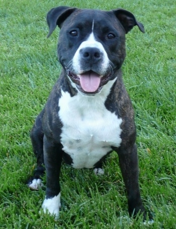 Tigger, the Pit Bull Terrier at 20 months old, weighing 60 pounds