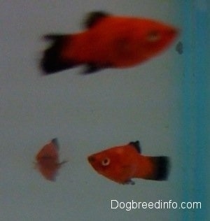 Three red and black platy fish are swimming
