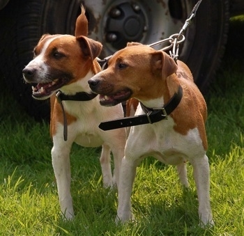 plummer terrier photo