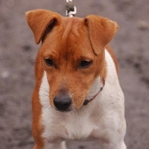 Close up front view head and upper body shot - A red with white Plummer Terrier is standing in dirt looking down.