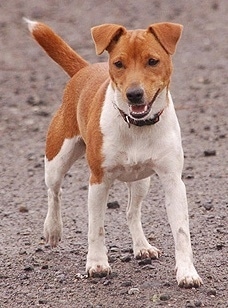 Front view - A short-haired, rose-eared, red with white Plummer Terrier dog is walking across dirt.