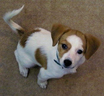 View from the top looking down at a drop eared, white with red Pomeagle puppy sitting on a tan carpet looking up.