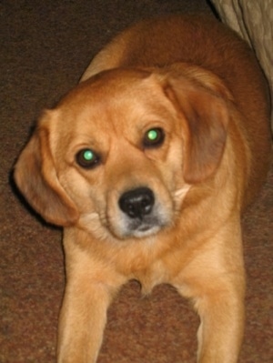 Close up head and upper body shot - A drop eared, short coated, red Pomeagle is laying on a brown carpet next to a yellow bed.