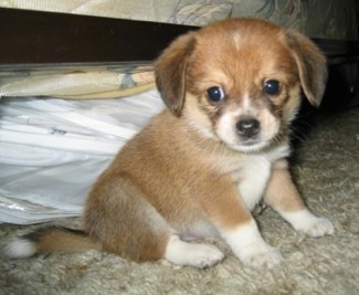 Front side view - A red with white and black Pomeagle puppy is sitting on a carpet and looking forward in front of a human's bed.