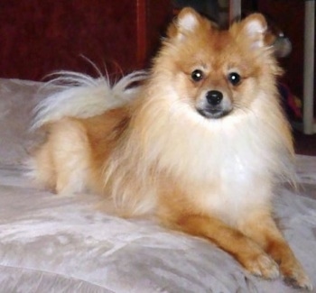 Mercedes Benz Wallpaper on Pomeranian Puppies For Sale