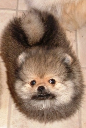 Pommania Little Star - An example of what a Pomeranian puppy should look 