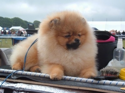 How big do pomeranians get?