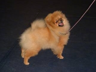 The right side of a fuzzy tan Pomeranian is looking up and to the right. Its mouth is open and its tongue is out. It is standing on a blue surface.