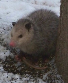 Possum sitting in snow against a tree