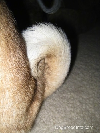 The curl tail of a Pug The curl tail of a Pug