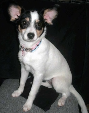 Front side view - A tricolor white with black and tan Rat-A-Pap puppy is sitting on a couch and it is looking forward.