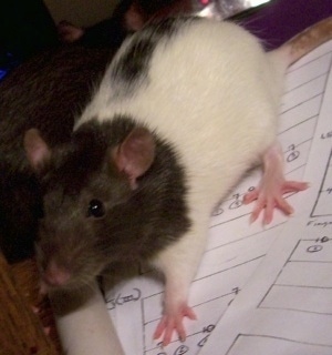 Close up - A black and white hooded Rat is standing on top of papers looking forward.