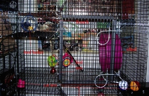 The third level of a Rat cage that has rat toys all over it.