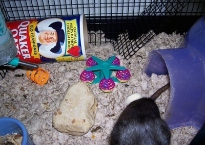 The bottom level of a Rat cage. There is a plastic igloo, toys and in the background a turned over can of Quaker Oats.