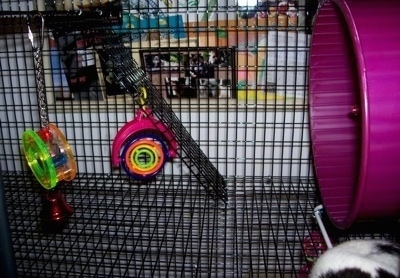 The second level of a rat cage with a ramp, toys and a tunnel.
