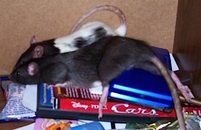 Two Rats are standing on a dvd copy of Disneys Cars and also a Nintendo DS.