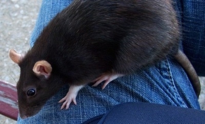 Pet Rat