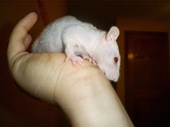A peach-fuzz hairless rat is climbing down a persons arm looking down.