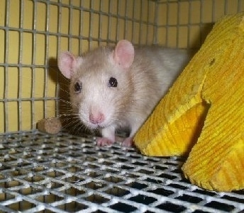 A tan with white dumbo rat is standing behind a yellow wood block in a cage looking forward.