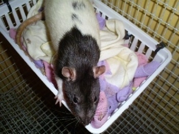 Close up view from the top looking down - A black and white variegated Rat is standing in a basket filled with cloth and it is looking forward.