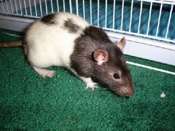 A black and white hooded Rat is standing on a green carpet looking to the right. There is a cage behind it.