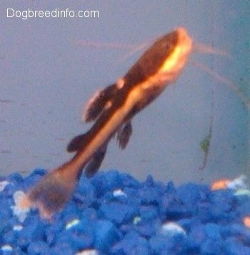 A red-tailed catfish is swimming up and to the right inside of a fish tank with blue gravel.