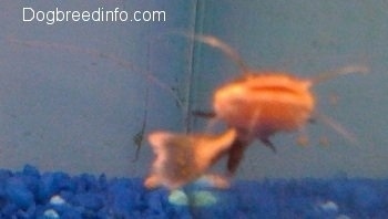 Front view showing the wide mouth - A red tailed catfish is swimming towards the front glass pane