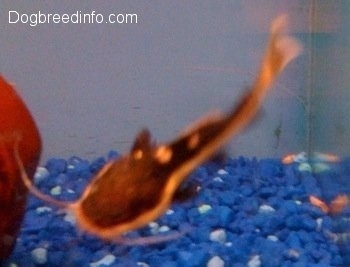 A red tailed catfish is swimming to the bottom of an aquarium that has blue gravel.