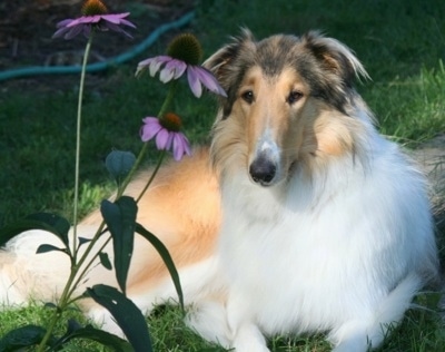 Angel the drop eared rough Collie is laying outside behind three large purple flowers