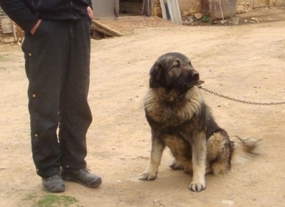 A black with tan Sarplaninac is sitting in dirt and it is looking to the right. There is a person standing to the left of it. The dog is tied to a chain.