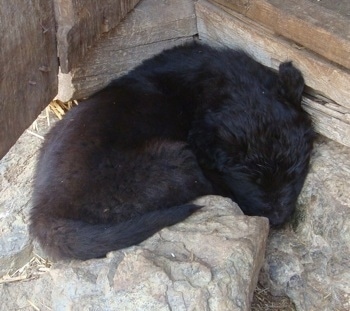 A small black Sarplaninac puppy is sleeping on a rock in front of a doorway.