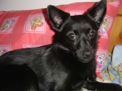 Close up - The front right side of a perk eared, short-haired, black Schipese dog that is laying on a bed in front of a red pillow looking forward.