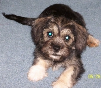 A thick coated black with tan Schnekingese puppy is laying on a carpet looking forward.