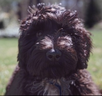 Close up head shot - A black with white Schnoodle is sitting on grass and it is looking forward. The dog has a big black nose.