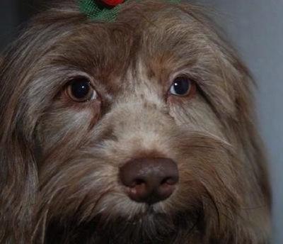 Close up head shot - The face of a tan Schweenie dog that has a long coat and round golden brown eyes. The dog has a bow in its top knot.