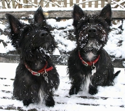 westie wallpaper. Scottie / Westie Hybrid