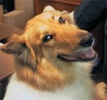 Close up head shot - A brown and white Scotch Collie is turning its head forward, its mouth is open and it looks like it is smiling. Its ears are pinned back.