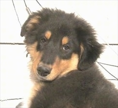 Close up head and shoulder shot - The back left side of a black with tan and white Scotch Collie puppy that is laying on a concrete surface. It is looking forward.