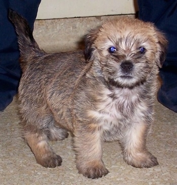 Front side view - A fluffy, tan with black and white Scotti Apso puppy is standing on a tan floor looking forward.