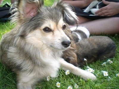 http://www.dogbreedinfo.com/images21/ShelillonFrodosMumPapillonSheltie.jpg