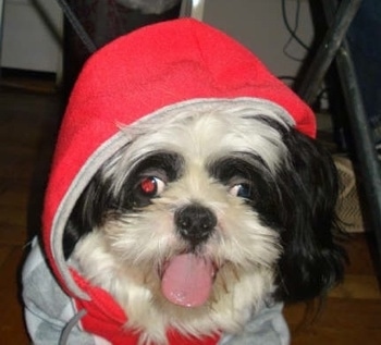 Close up - A black and white Shih-Tzu is laying on a hardwood floor and it is wearing a hoodie. Its mouth is open and its tongue is sticking out in a goofy way.